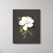 botanische Magnolia Grandiflora Canvas Afdruk (Voorkant)