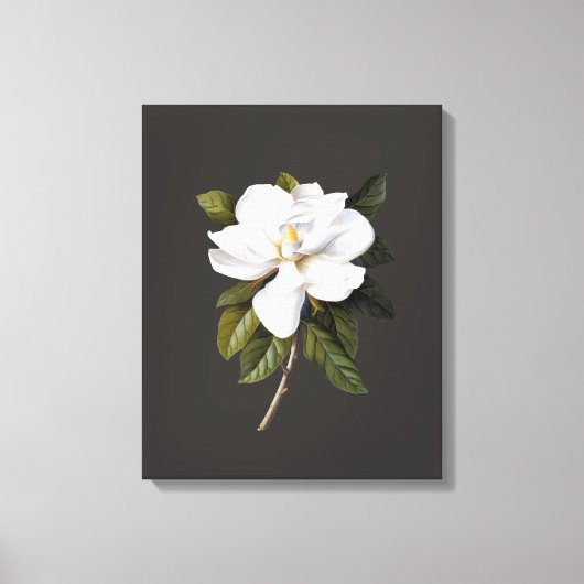 botanische Magnolia Grandiflora Canvas Afdruk (Voorkant)