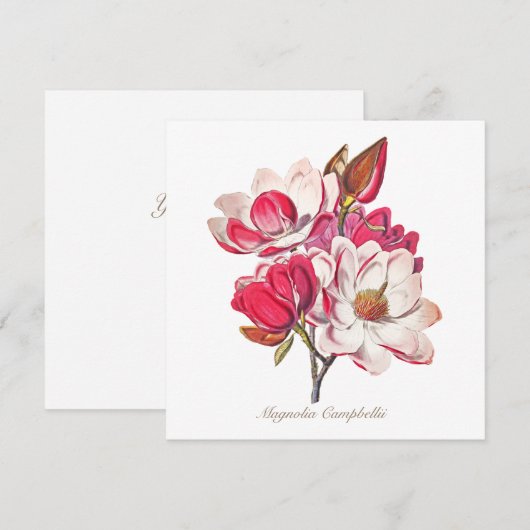  botanische Magnolia Pink White Flowers (Voorkant / Achterkant)