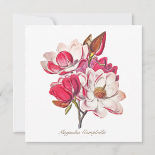 botanische Magnolia Pink White Flowers