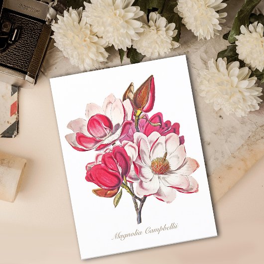 botanische Magnolia Pink White Flowers Briefkaart