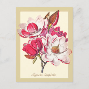  botanische Magnolia Pink White Flowers Briefkaart