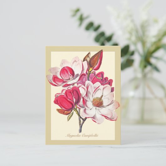  botanische Magnolia Pink White Flowers Briefkaart (Staand voorkant)