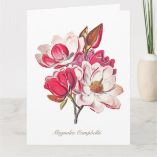 botanische Magnolia Pink White Flowers Kaart