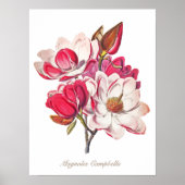 botanische Magnolia Pink White Flowers Poster (Voorkant)