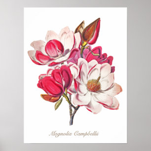  botanische Magnolia Pink White Flowers Poster