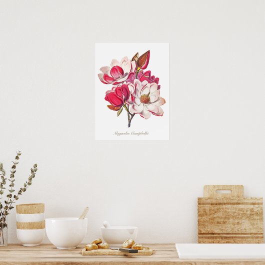  botanische Magnolia Pink White Flowers Poster (Keuken)