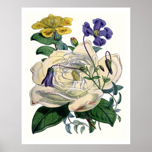 botanische Magnolia Poster (Voorkant)