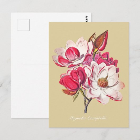botanische magnolia roze bloemen beige briefkaart (Voorkant / Achterkant)