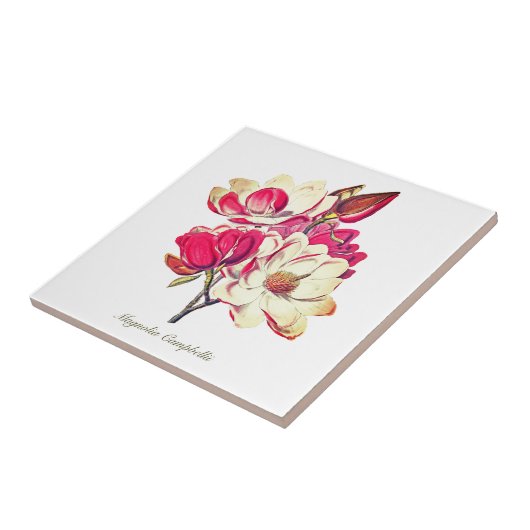  Botanische Magnolia Roze Witte Bloem Tegeltje (Zijkant)
