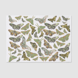 Botanische Motieven Silhouet, Luna Moth Collectie Tissuepapier