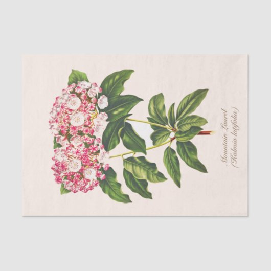  Botanische Mountain Laurel Bloem Decoupage Tissuepapier (Voorkant)
