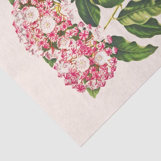  Botanische Mountain Laurel Bloem Decoupage Tissuepapier (Detail)