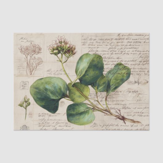 Botanische natuurtekening tissuepapier (Voorkant)