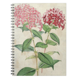  botanische nieuwe hybride Bouvardias Notitieboek