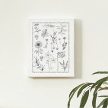 Botanische Noord-Amerikaanse Wildflower Illustrati