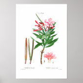  BOTANISCHE "OLEANDER" REDOUTÉ POSTER (Voorkant)