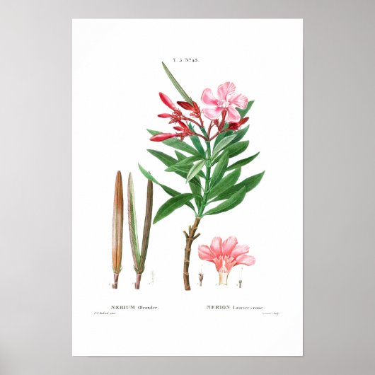  BOTANISCHE "OLEANDER" REDOUTÉ POSTER (Voorkant)