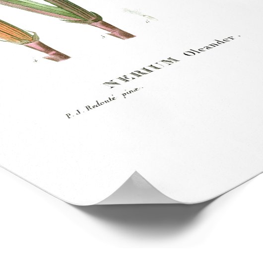  BOTANISCHE "OLEANDER" REDOUTÉ POSTER (Hoek)