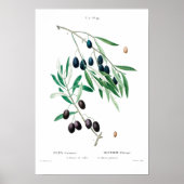  BOTANISCHE "OLIJVEN" REDOUTÉ POSTER (Voorkant)