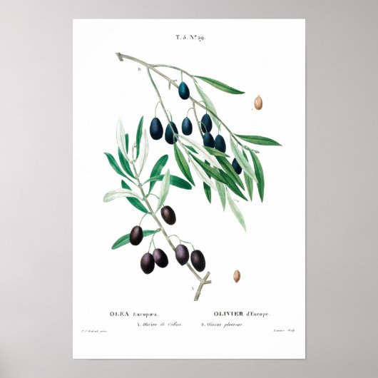  BOTANISCHE "OLIJVEN" REDOUTÉ POSTER (Voorkant)