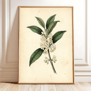 Botanische Osmanthus Muur Kunstprint Poster