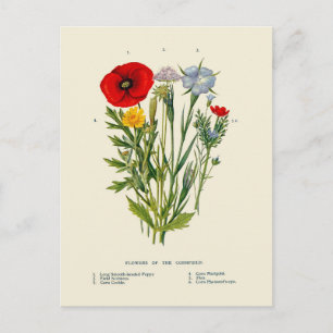 Botanische Oude Bloemen van het Korenveld Briefkaart