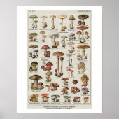 Botanische paddenstoelen poster (Voorkant)