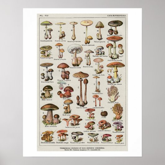 Botanische paddenstoelen poster (Voorkant)
