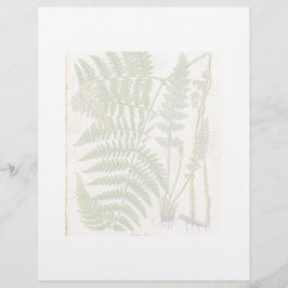  botanische pagina - Fern