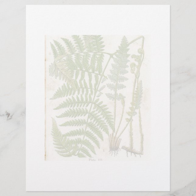  botanische pagina - Fern (Voorkant)