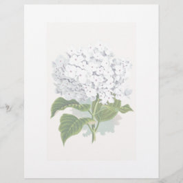  botanische pagina - witte hydrangea