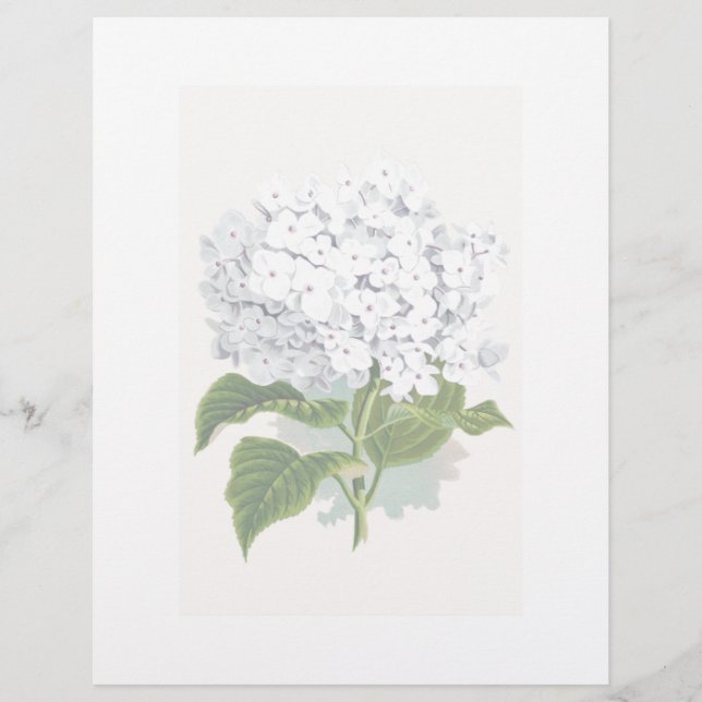 botanische pagina - witte hydrangea (Voorkant)