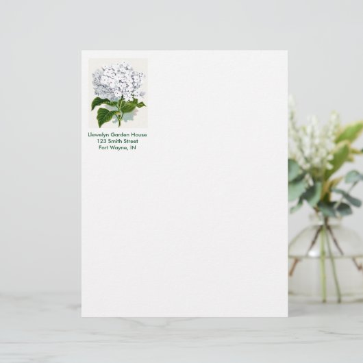 botanische pagina - witte hydrangea briefhoofd (Staand voorkant)