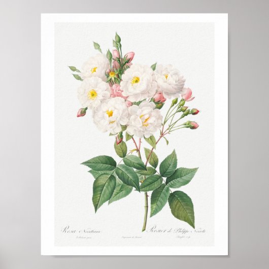  BOTANISCHE PINKROSE ILLUSTRATIE POSTER (Voorkant)