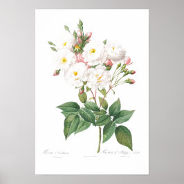 BOTANISCHE PINKROSE ILLUSTRATIE POSTER