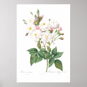  BOTANISCHE PINKROSE ILLUSTRATIE POSTER