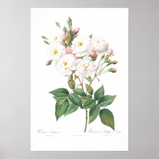  BOTANISCHE PINKROSE ILLUSTRATIE POSTER (Voorkant)