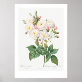 BOTANISCHE PINKROSE ILLUSTRATIE POSTER