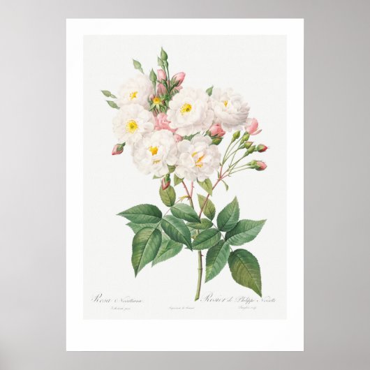  BOTANISCHE PINKROSE ILLUSTRATIE POSTER (Voorkant)