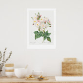  BOTANISCHE PINKROSE ILLUSTRATIE POSTER (Keuken)