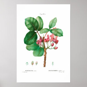  BOTANISCHE "PISTACHIO" REDOUTÉ POSTER