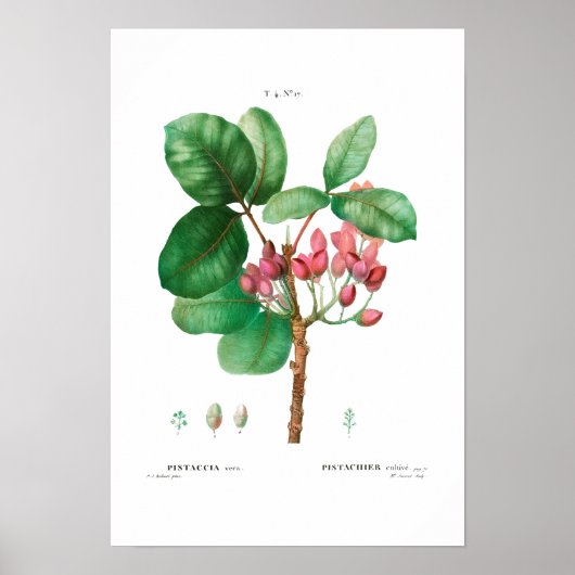 BOTANISCHE "PISTACHIO" REDOUTÉ POSTER (Voorkant)