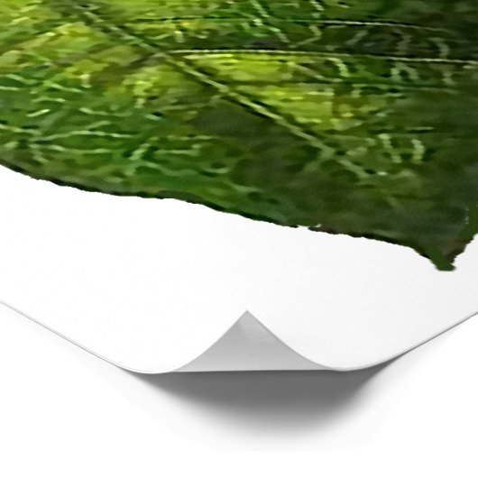 Botanische Poinsettia Afdrukken Poster (Hoek)