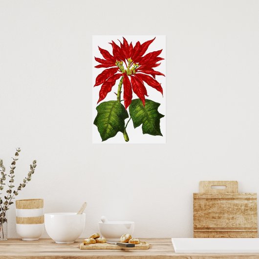 Botanische Poinsettia Afdrukken Poster (Keuken)