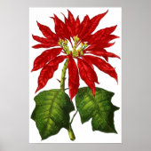 Botanische Poinsettia Afdrukken Poster (Voorkant)