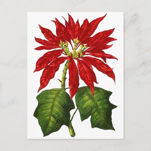 Botanische poinsettia-Briefkaart Feestdagenkaart (Voorkant)