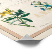  botanische poisoneuze Planten Onderwijs Poster (Hoek)