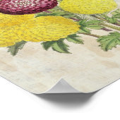 botanische Pompon Chrysanthema Poster (Hoek)