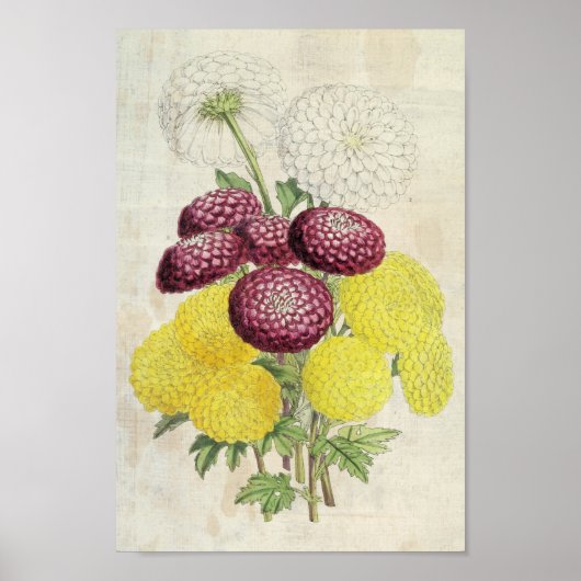 botanische Pompon Chrysanthema Poster (Voorkant)